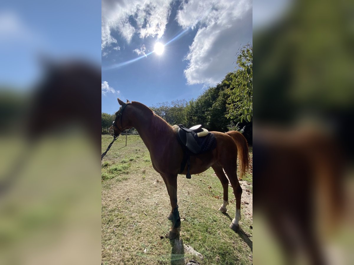 Straight Egyptian Mare 11 years 15,1 hh Sorrel in Pontevedra