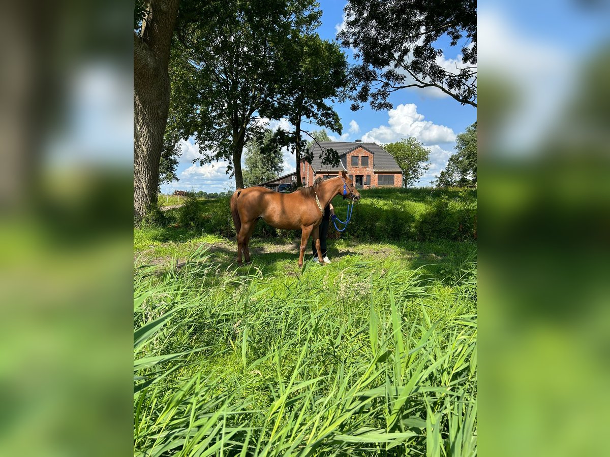 Straight Egyptian Mare 12 years 15 hh Chestnut-Red in Witzwort