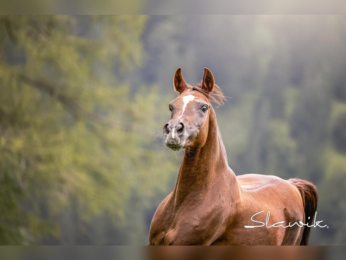 Straight Egyptian Mare 14 years 14,2 hh Chestnut in TambergauHinterstoder