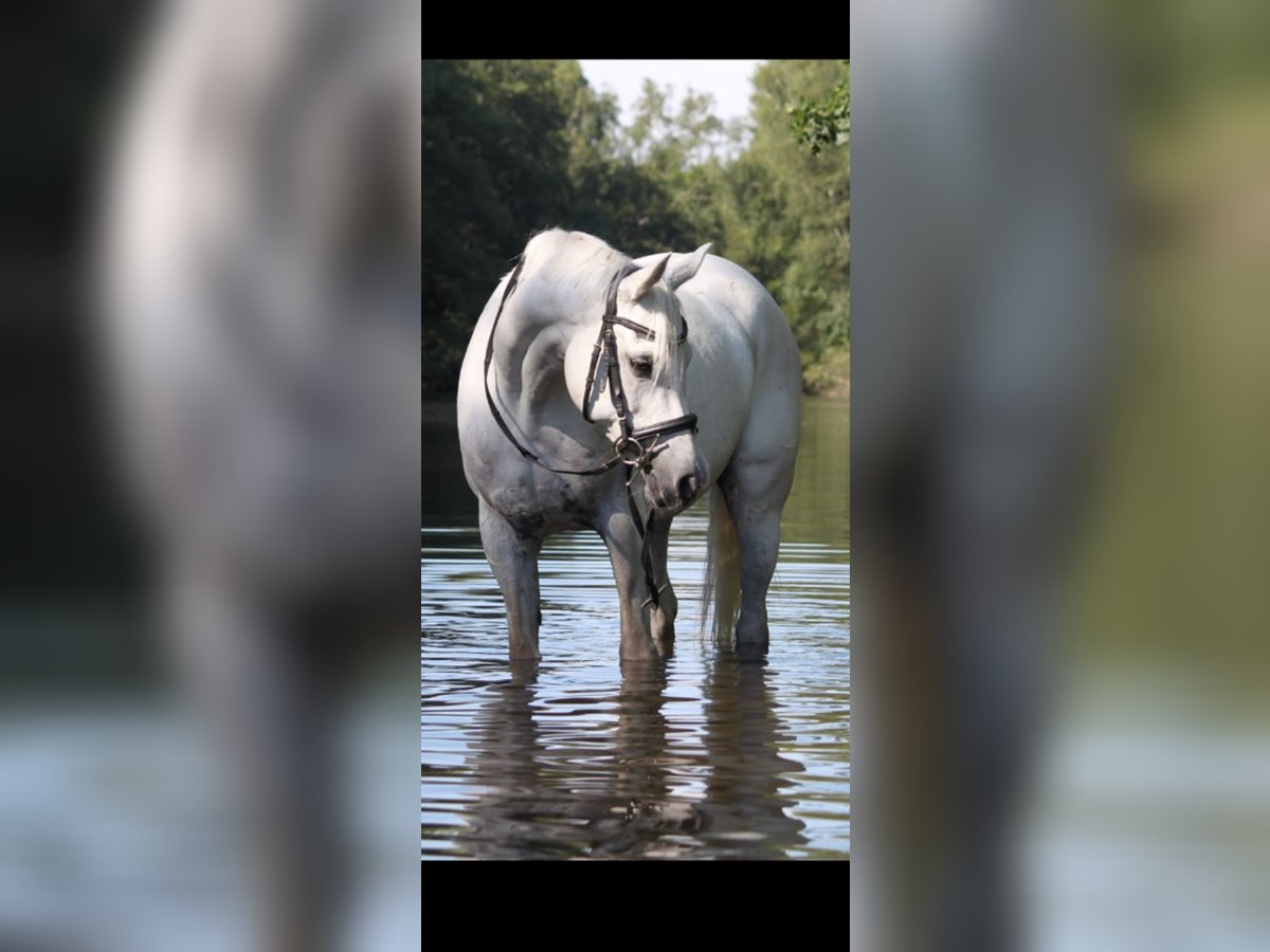 Straight Egyptian Mare 14 years 14,3 hh Gray in Höxter