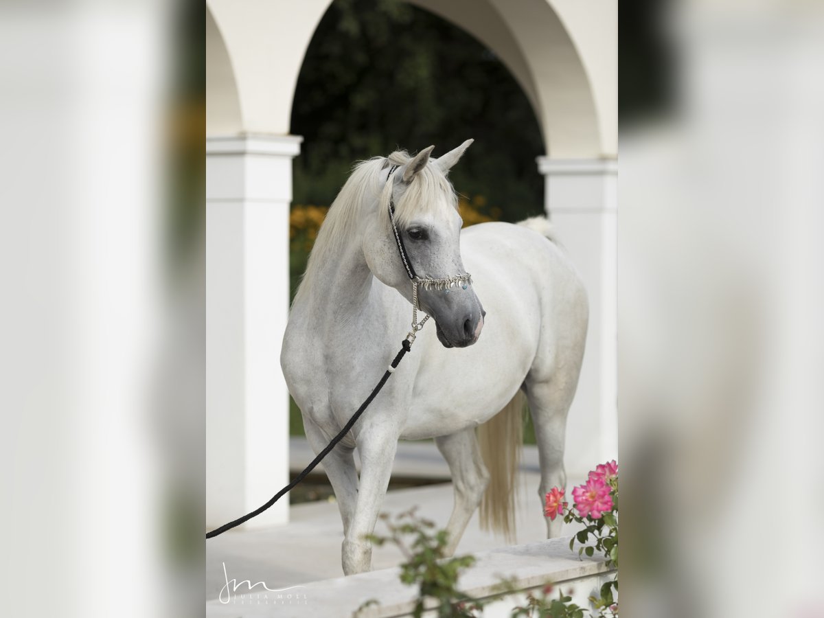 Straight Egyptian Mare 14 years 15,1 hh Grey in Geisenfeld