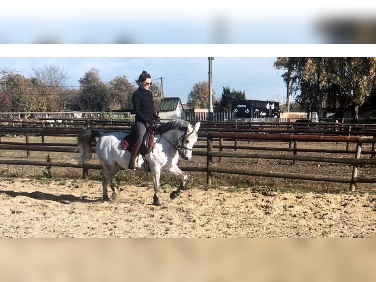 Straight Egyptian Mare 15 years 14,1 hh Gray in Sacy le grand