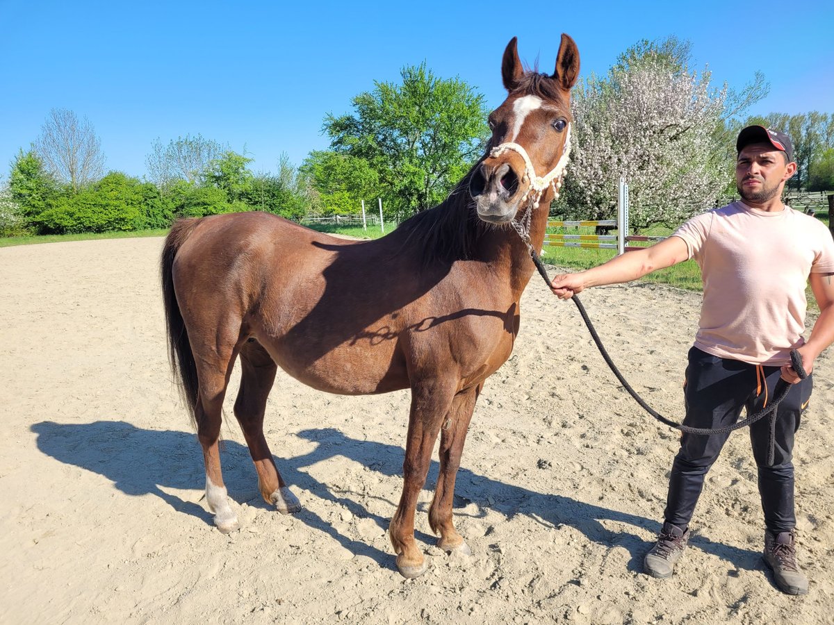 Straight Egyptian Mare 15 years 14 hh Chestnut in Hetzenhausen