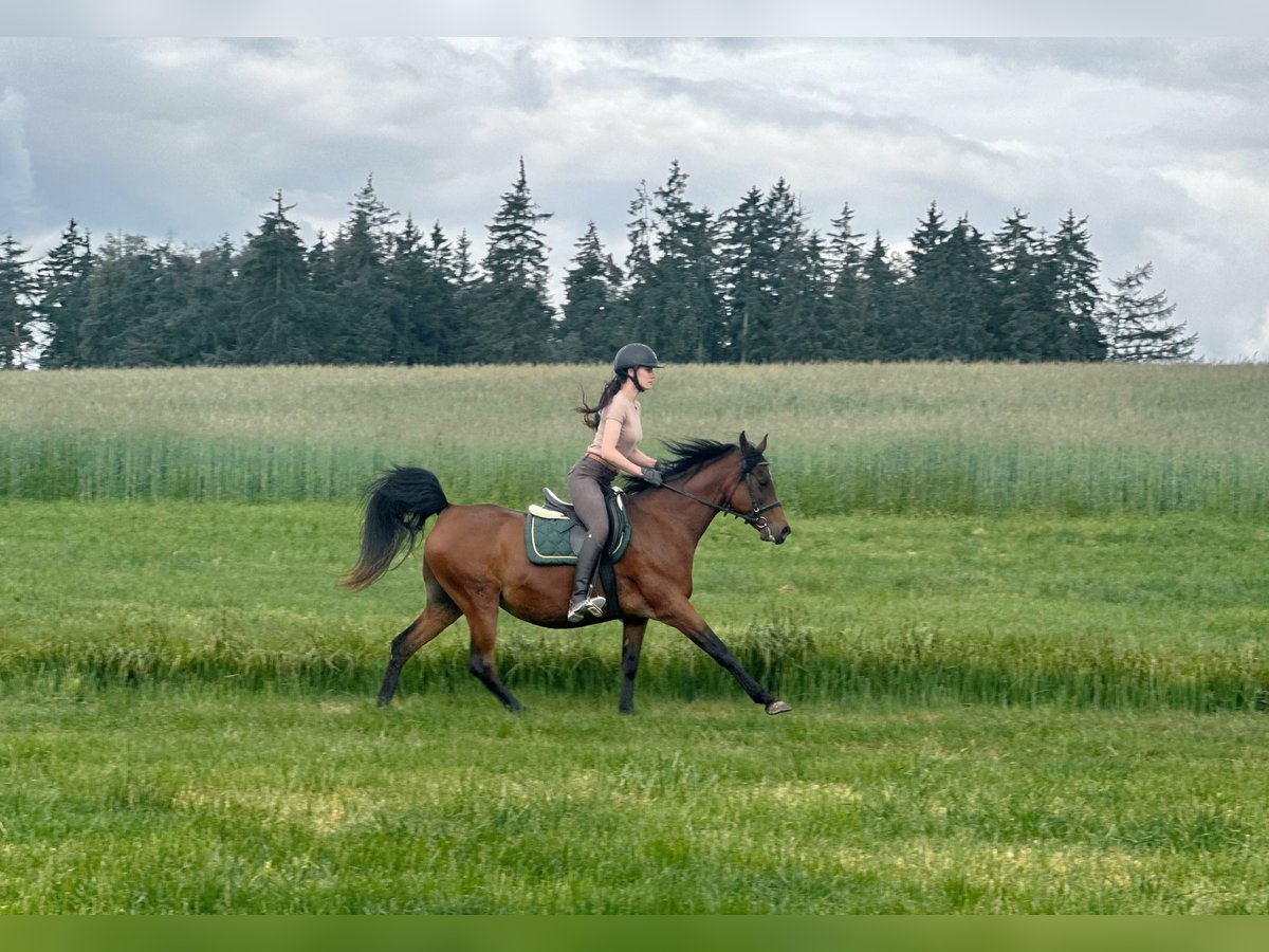 Straight Egyptian Mare 15 years 15 hh Brown in Wassertr&#xFC;dingen