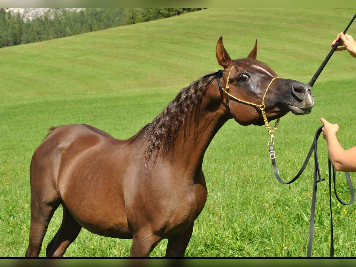 Straight Egyptian Mare 15 years Chestnut in Hetzenhausen
