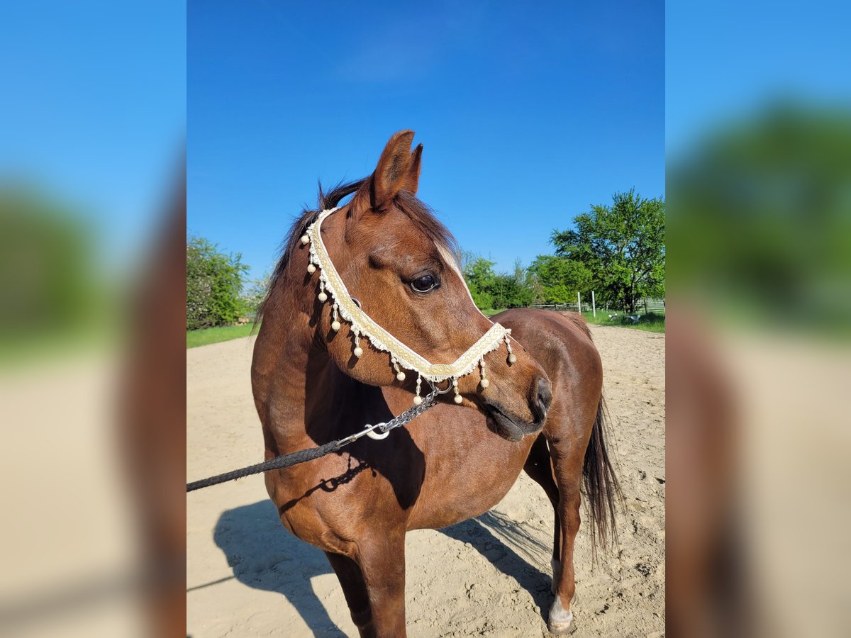 Straight Egyptian Mare 15 years Chestnut in Hetzenhausen