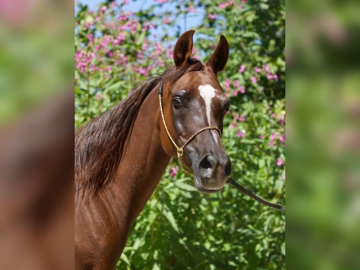 Straight Egyptian Mare 15 years Chestnut-Red in Hetzenhausen