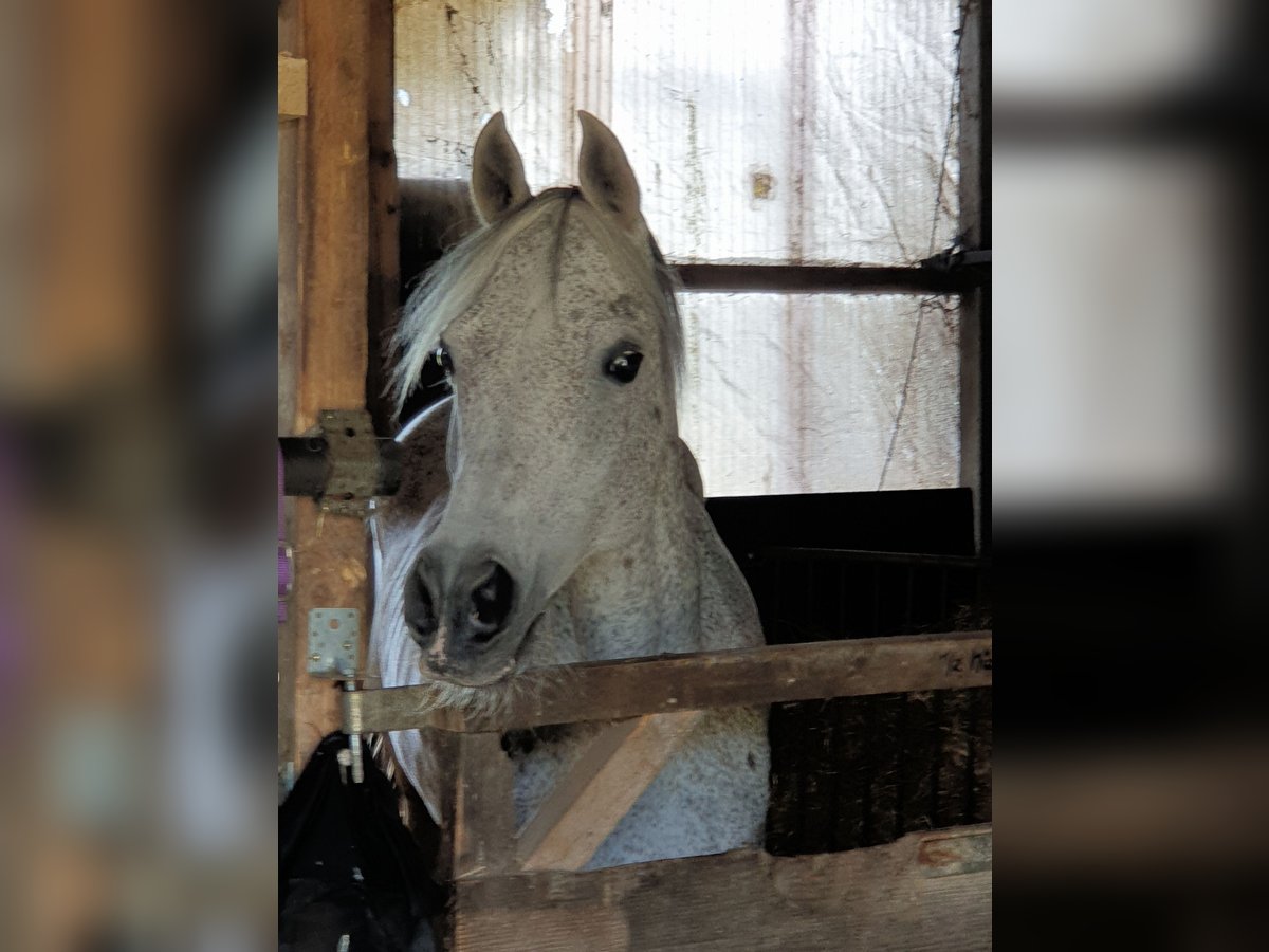 Straight Egyptian Mare 16 years 15 hh Brown Falb mold in Gescher Hochmoor