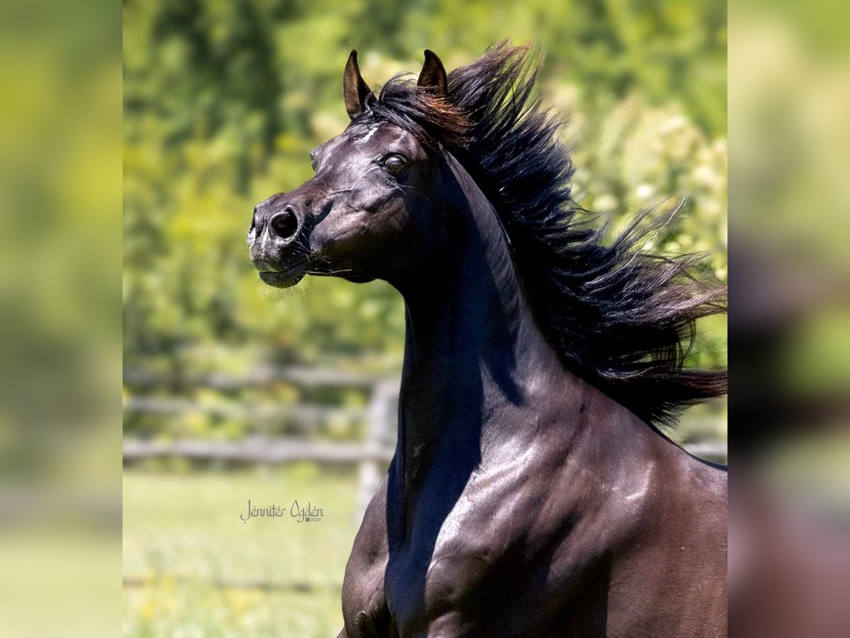 Straight Egyptian Mare 18 years 15 hh Black in Puchberg