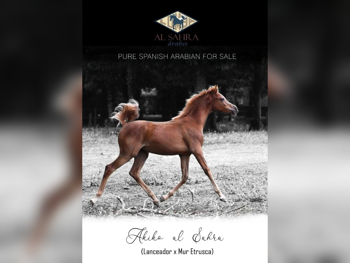 Straight Egyptian Mare 1 year 15,2 hh Chestnut-Red in Guarda, A