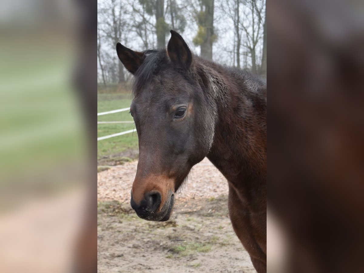 Straight Egyptian Mix Mare 24 years 15,1 hh Brown in Rheinau