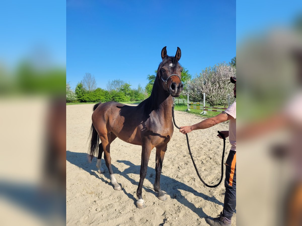 Straight Egyptian Mare 3 years 14 hh Brown in Hetzenhausen