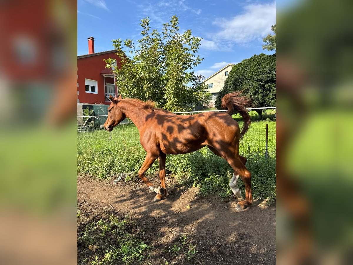Straight Egyptian Mare 5 years 14,3 hh Chestnut-Red in Rubianes