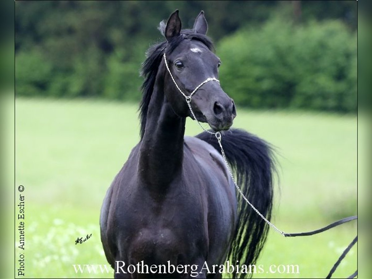 Straight Egyptian Mare 6 years 15 hh Black in Monheim