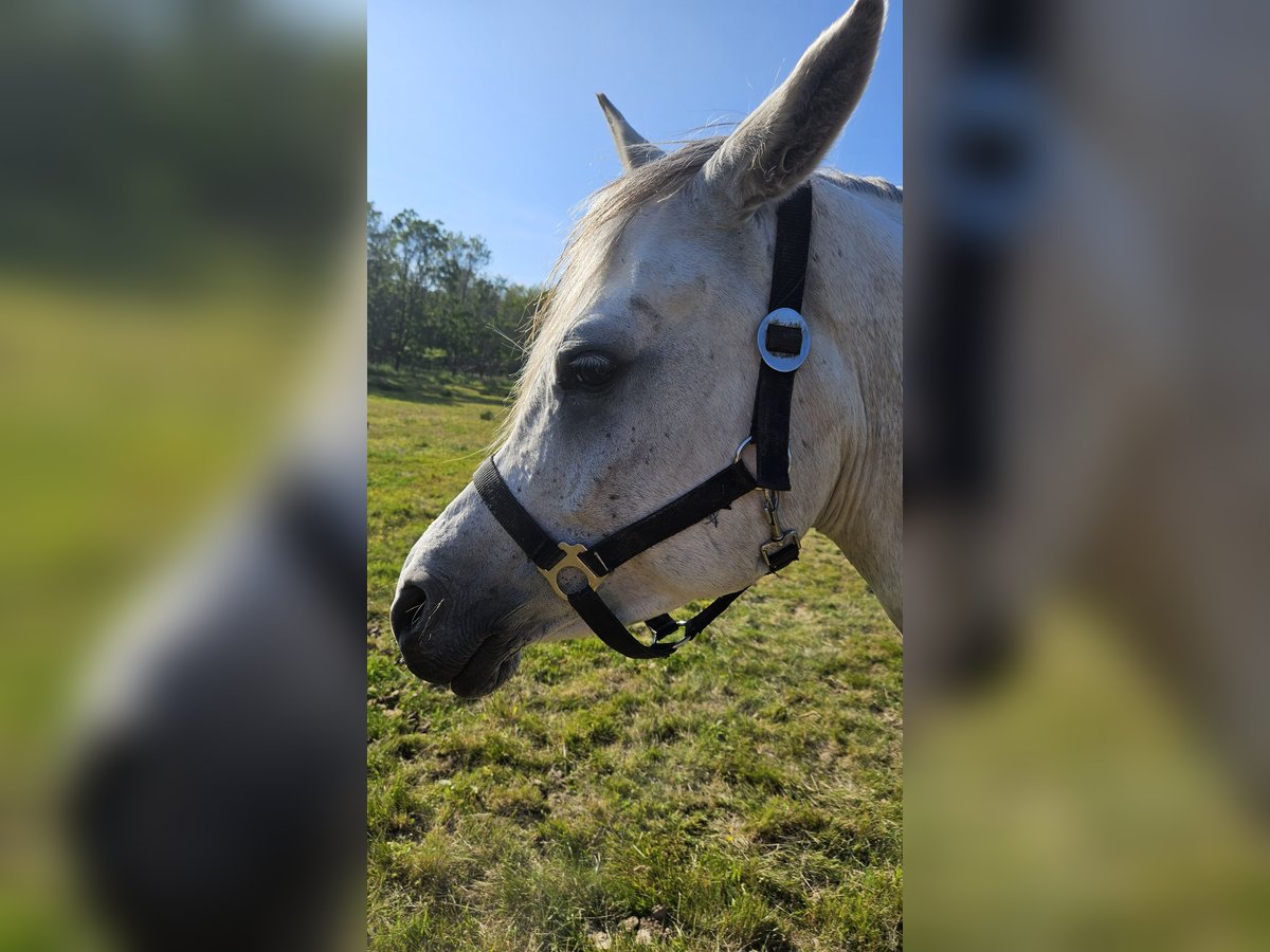 Straight Egyptian Mare 6 years Gray in Drag&#xF8;r