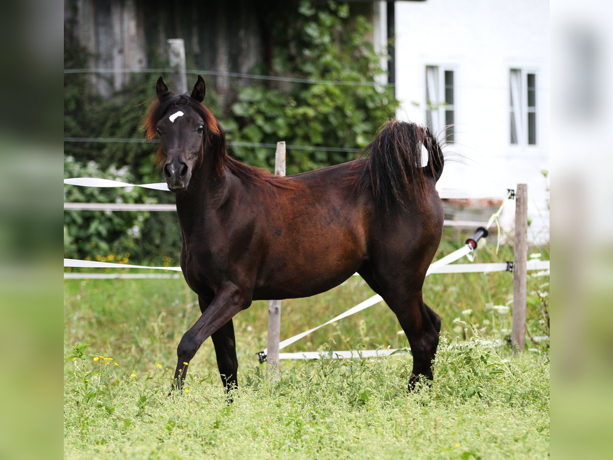 Straight Egyptian Mare 7 years 14,2 hh Black in Bad Ischl