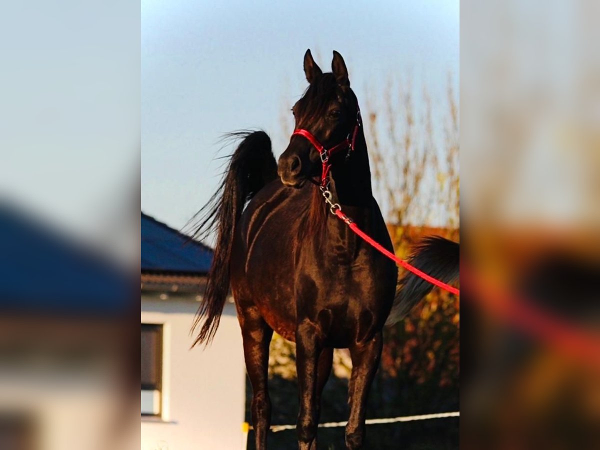 Straight Egyptian Mare 7 years 14,2 hh Black in Ansbach