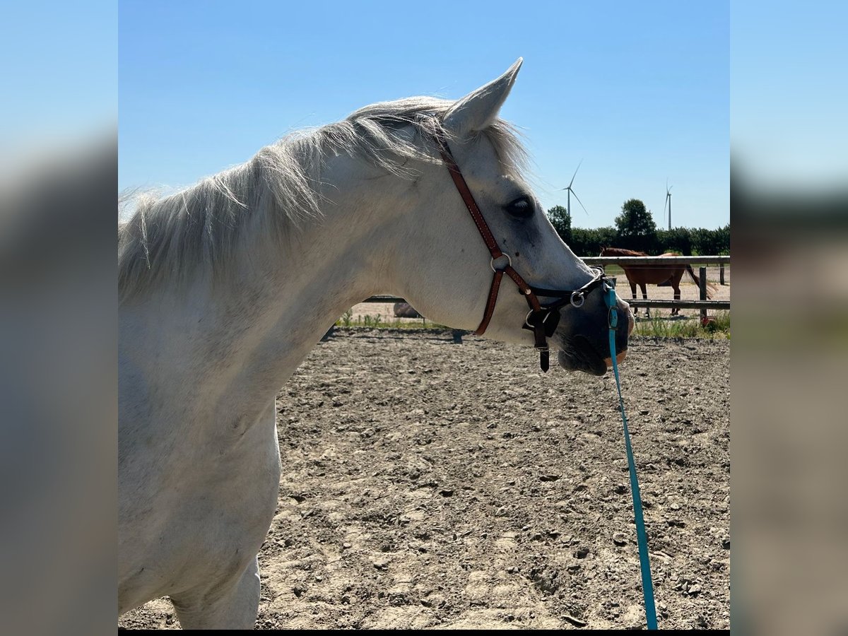 Straight Egyptian Mare 7 years 15 hh Gray in Olderup