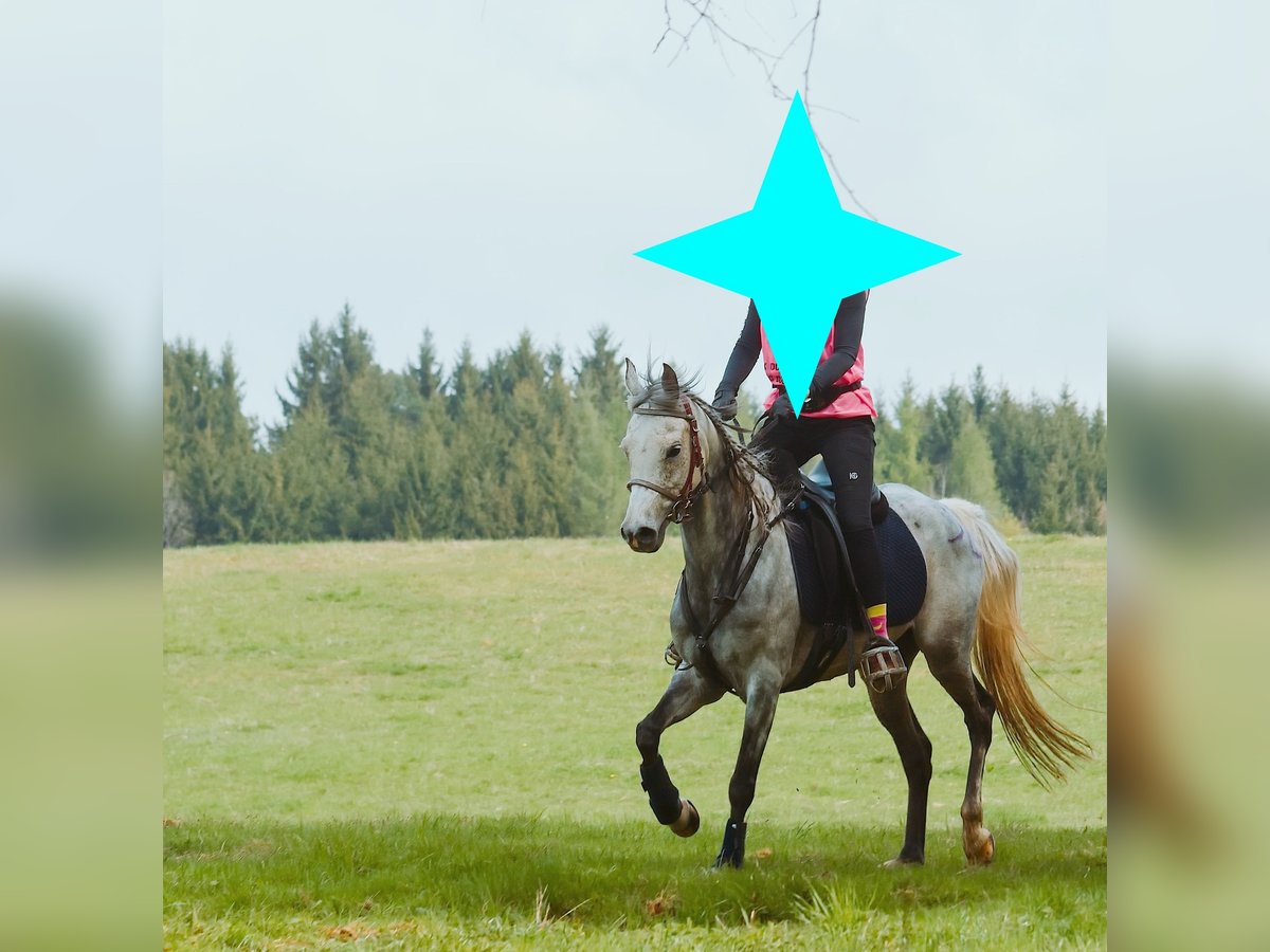 Straight Egyptian Mare 9 years 14,3 hh Gray in Seehausen am Staffelsee
