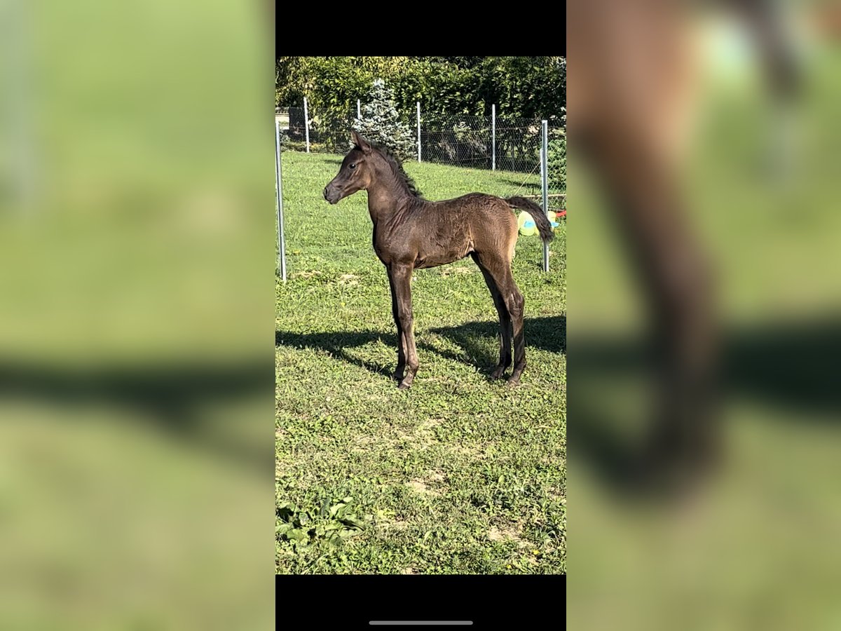 Straight Egyptian Mare Foal (08/2025) Black in Strmec