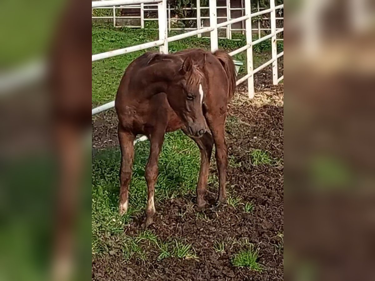 Straight Egyptian Mare  Chestnut in Ribadesella