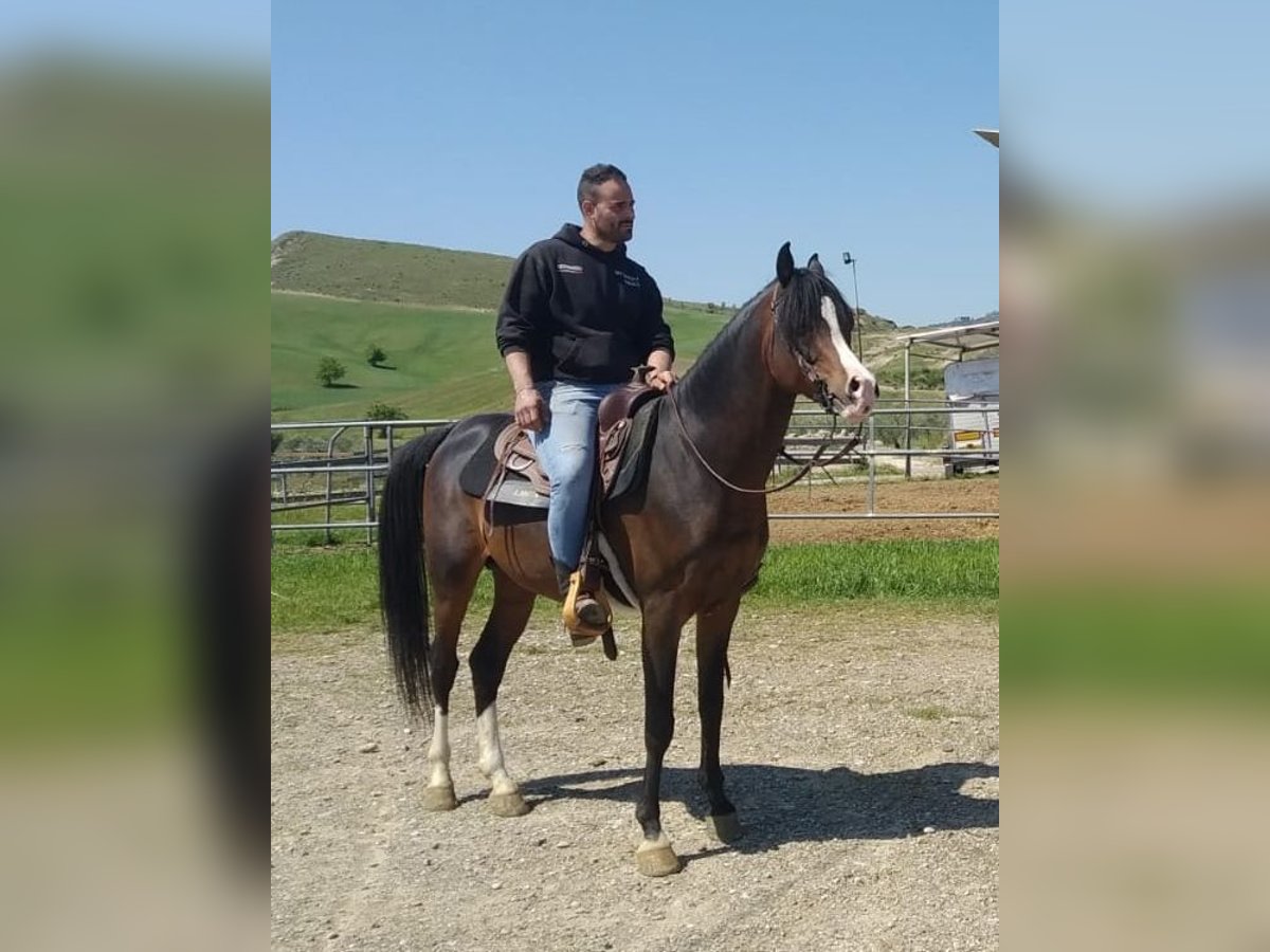 Straight Egyptian Stallion 10 years 15,2 hh Brown in Pisticci