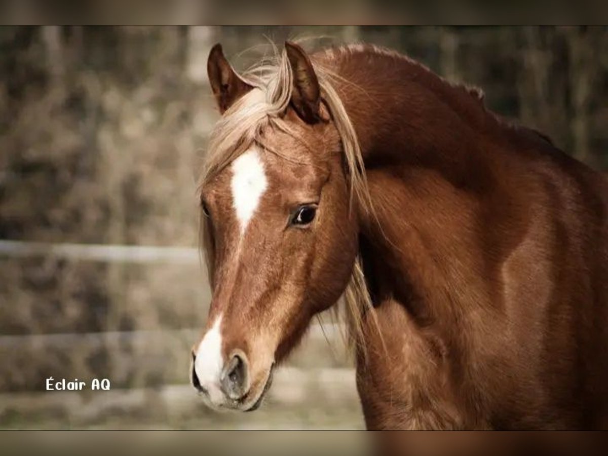 Straight Egyptian Stallion 13 years 15 hh Chestnut-Red in Bagnot