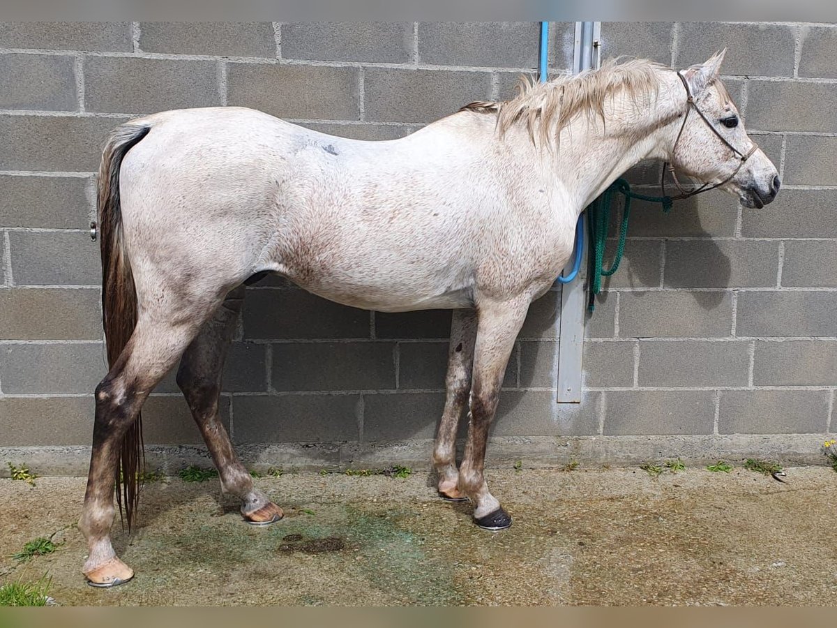 Straight Egyptian Stallion 13 years in Prendones
