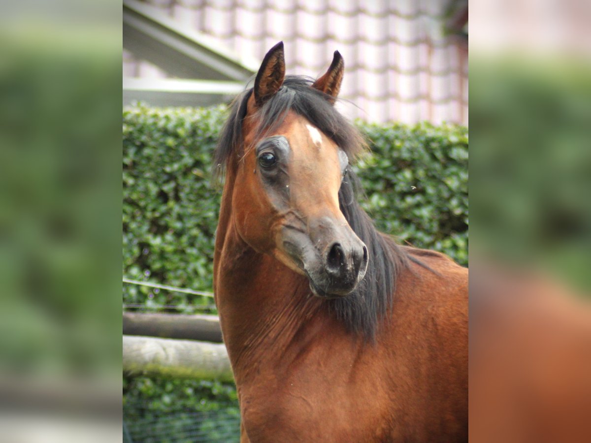 Straight Egyptian Stallion 1 year 13,1 hh Brown in Klein Offenseth-Sparrieshoop