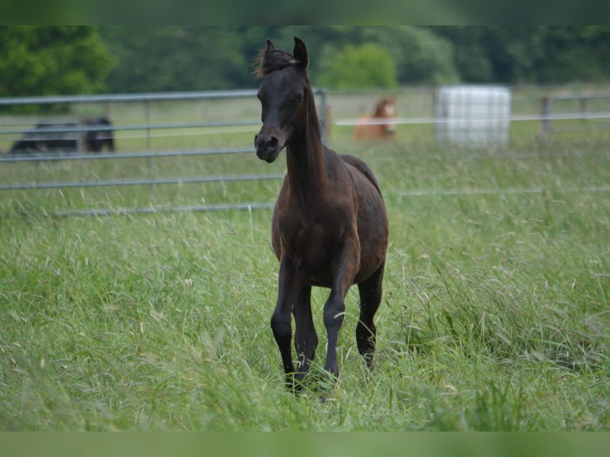 Straight Egyptian Stallion 1 year 14,3 hh Black in Jade