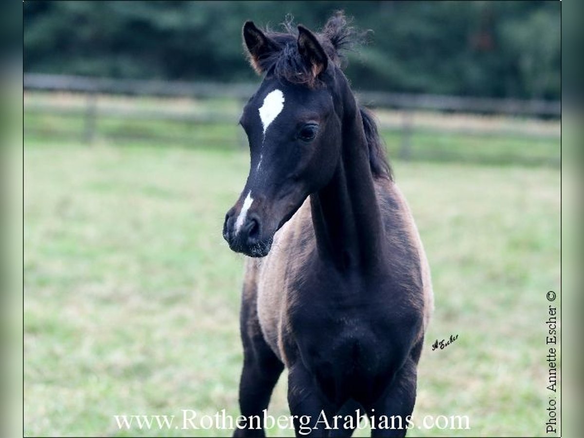 Straight Egyptian Stallion 1 year 15,1 hh Black in Monheim