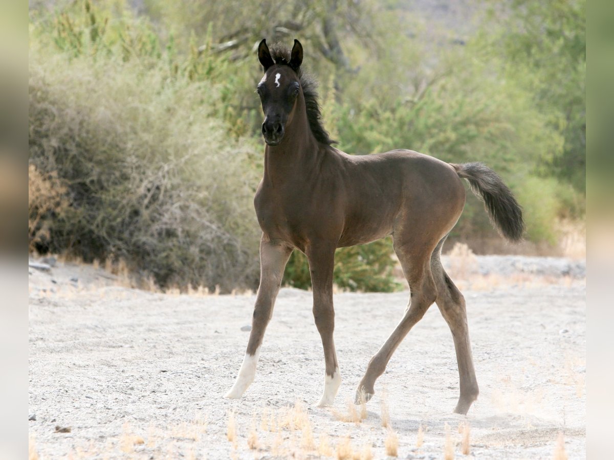 Straight Egyptian Stallion 1 year Black in Scottsdale, Arizona