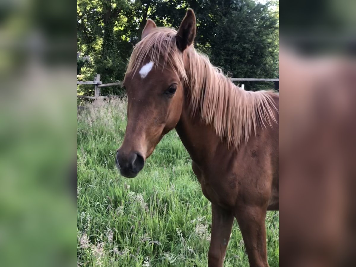 Straight Egyptian Stallion 1 year Chestnut-Red in Dörverden