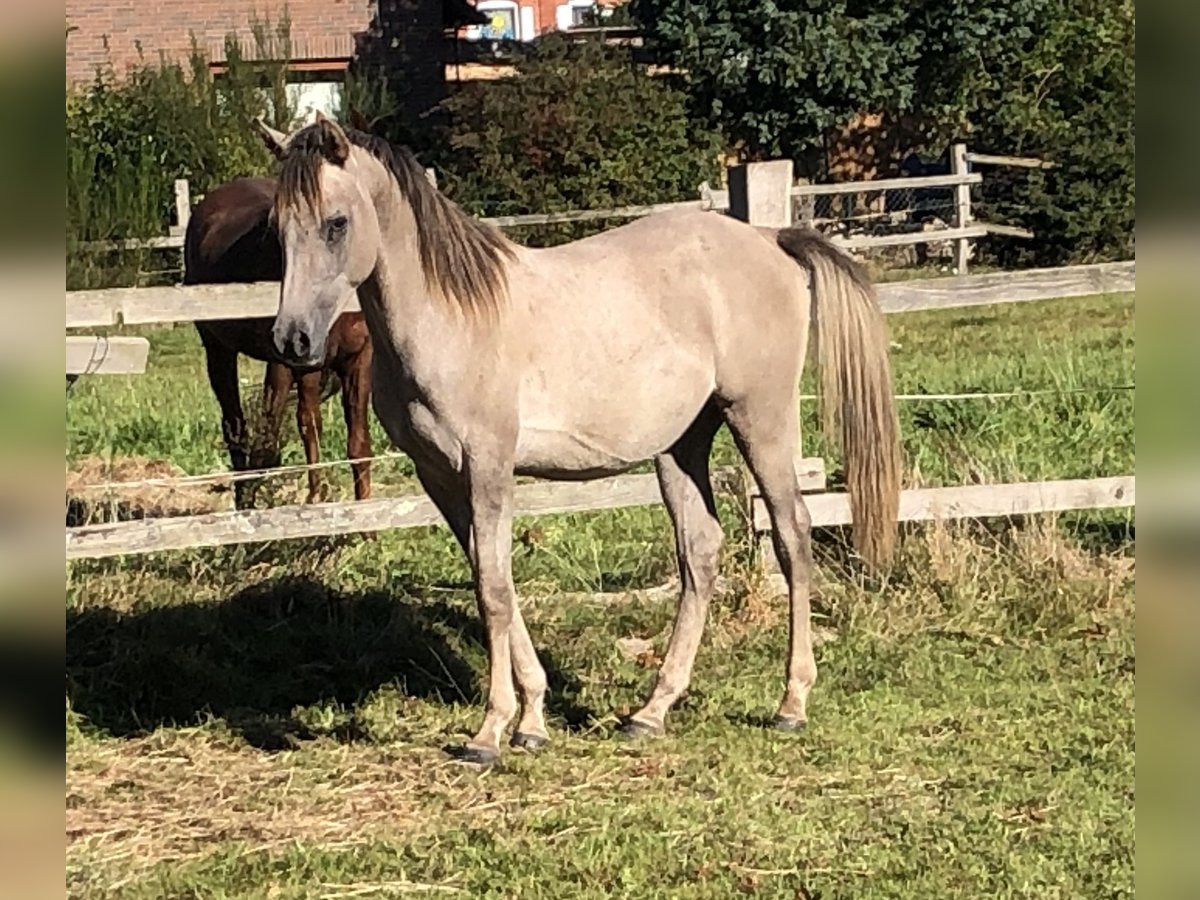 Straight Egyptian Stallion 1 year Gray in Dörverden