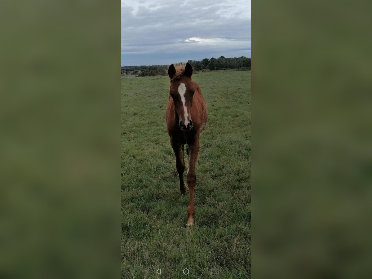 Straight Egyptian Stallion 1 year Sorrel in Bagnot