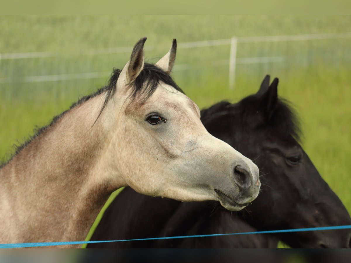 Straight Egyptian Stallion 2 years 14,1 hh Gray in Staufenberg