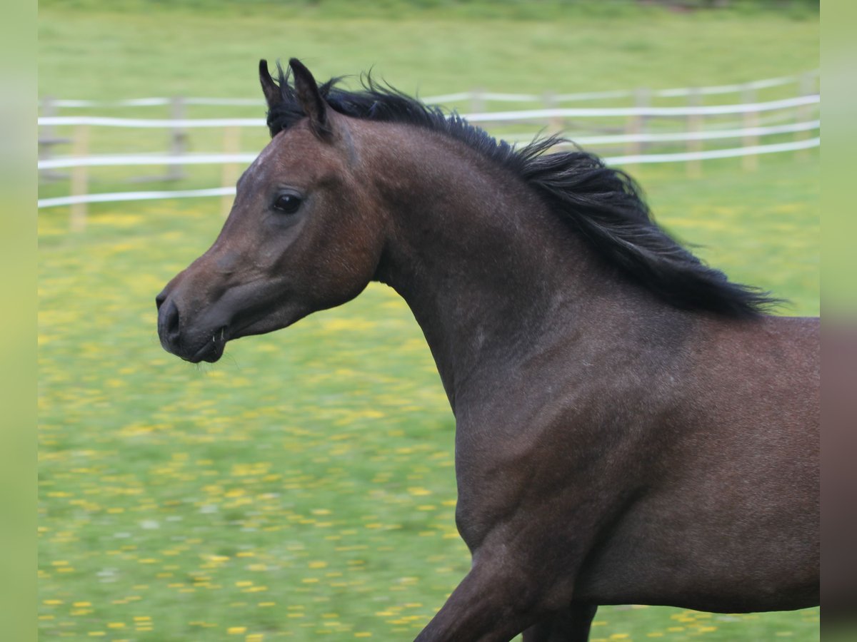 Straight Egyptian Stallion 2 years 14,3 hh Gray in Seßlach