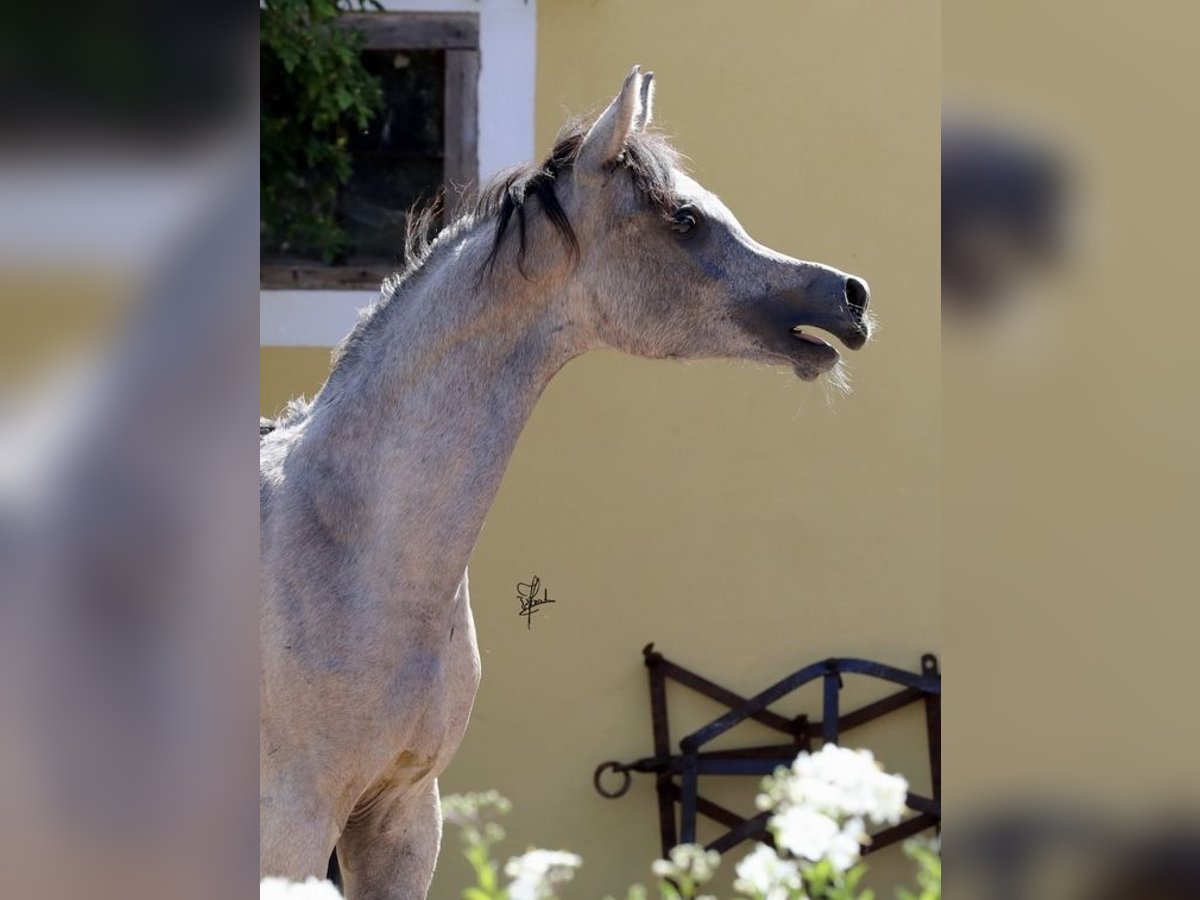 Straight Egyptian Stallion 2 years 15,1 hh Gray in WassertrüdingenWassertrüdingen