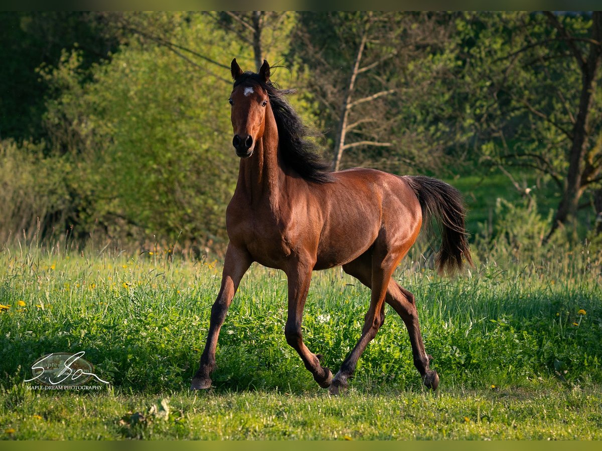 Straight Egyptian Stallion 2 years 15 hh Brown in Biesdorf