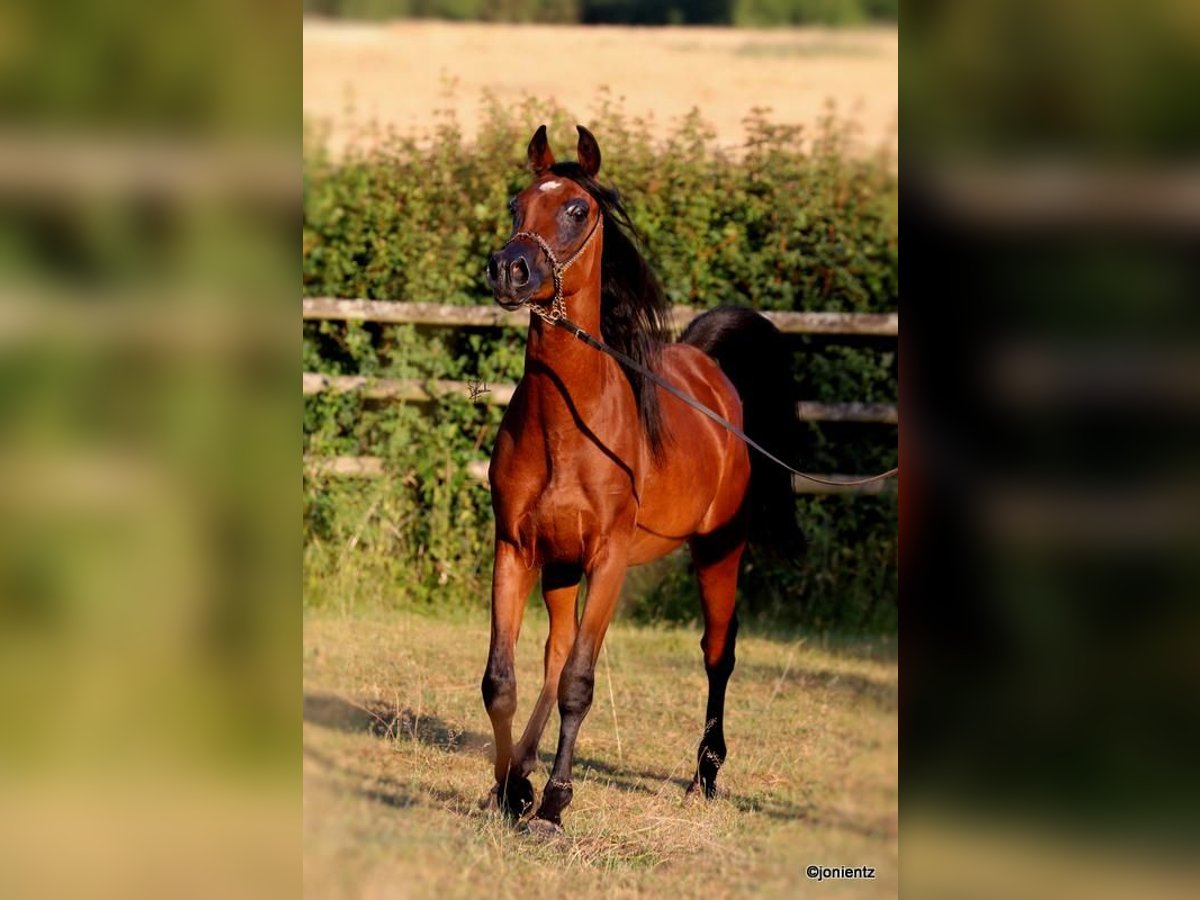 Straight Egyptian Stallion 2 years 15,1 hh Brown in Wassertr&#xFC;dingen