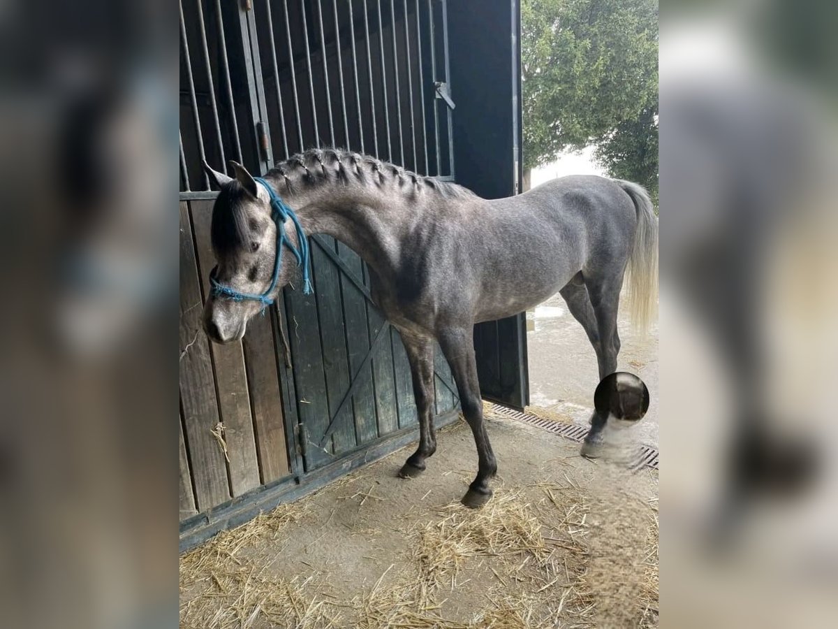 Straight Egyptian Stallion 3 years 14,2 hh Grey-Dapple in El Cuervo
