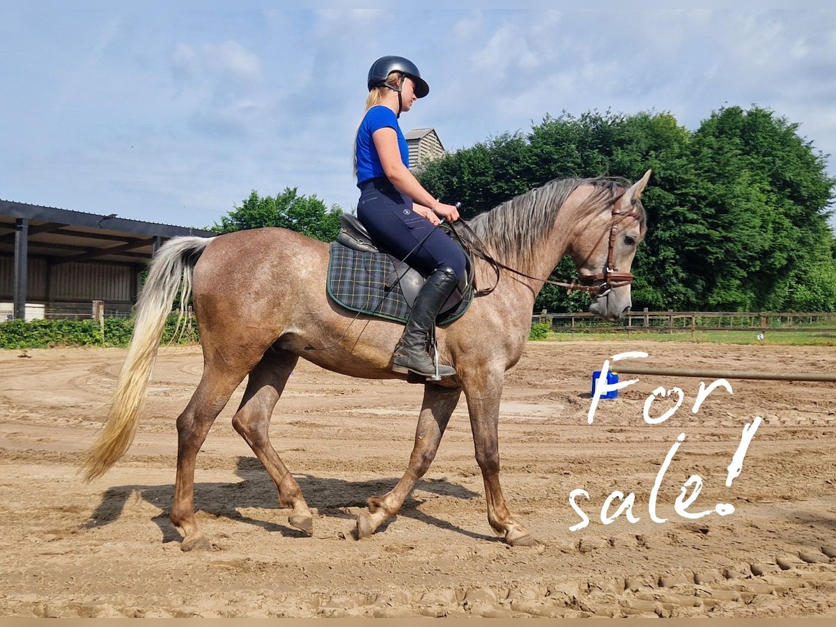 Straight Egyptian Stallion 3 years 15,1 hh Gray-Fleabitten in Willebringen