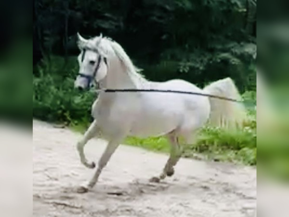 Straight Egyptian Stallion 4 years 15,1 hh Gray-Dapple in Zofingen