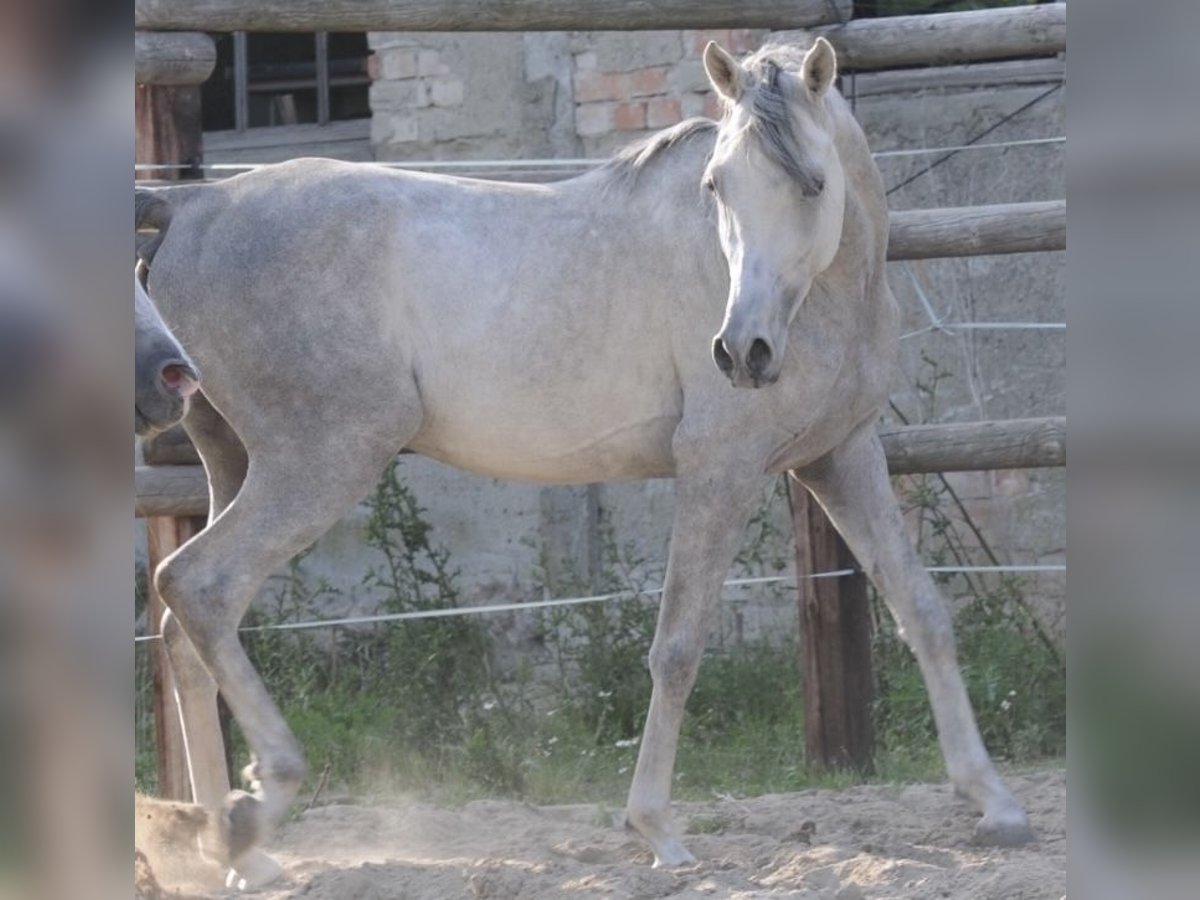 Straight Egyptian Stallion 4 years 15,2 hh Gray in Wittingen