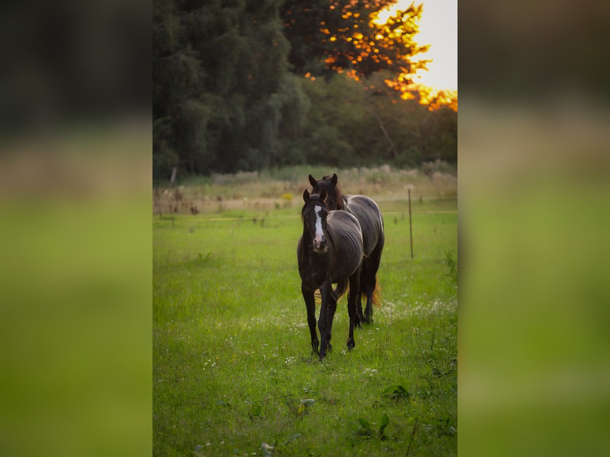 Straight Egyptian Stallion 5 years 14,1 hh Black in Langsdorf