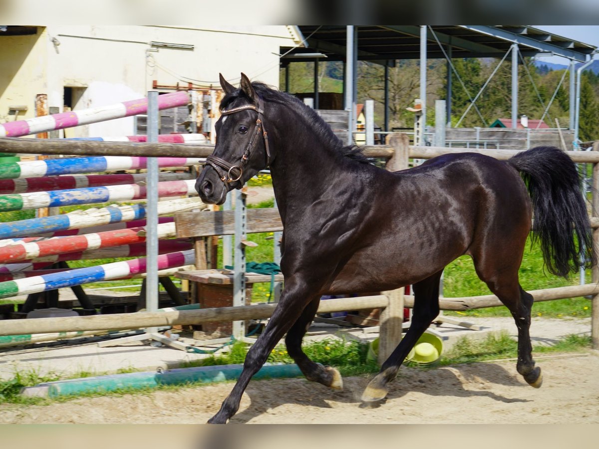 Straight Egyptian Stallion 5 years 14,3 hh Black in Stallhofen