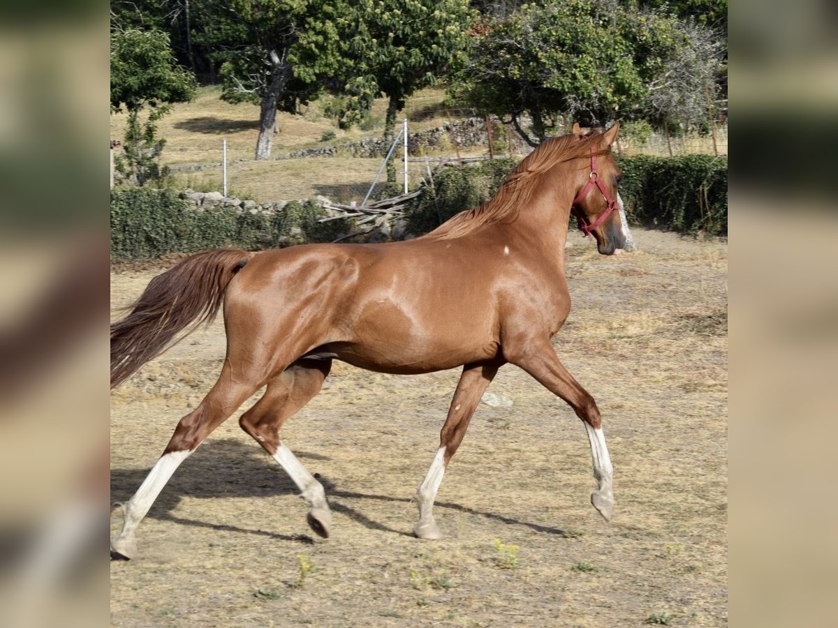 Straight Egyptian Stallion 5 years Chestnut-Red in Bejar