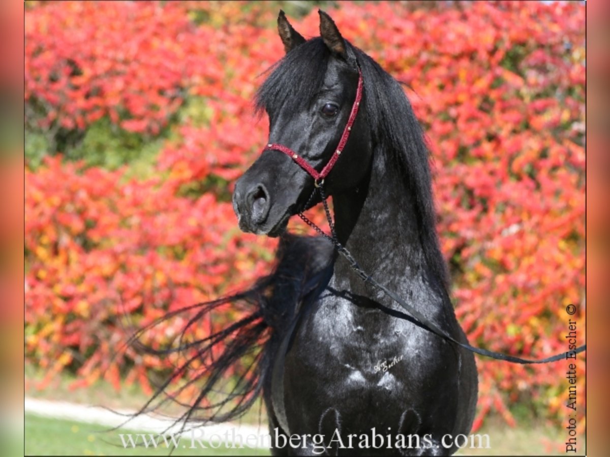Straight Egyptian Stallion Black in Monheim