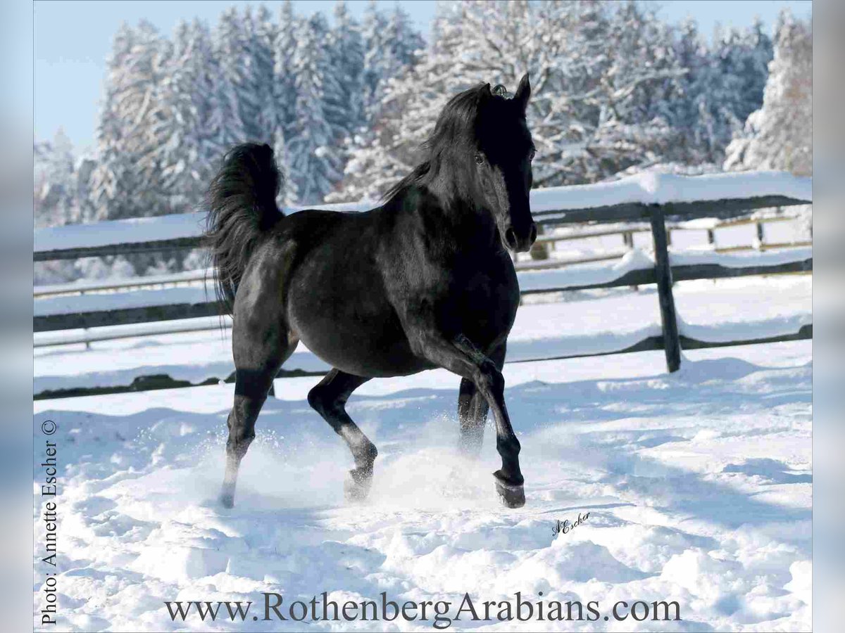 Straight Egyptian Stallion Black in Monheim