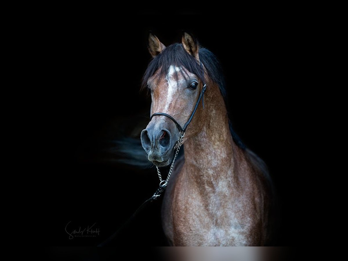 Straight Egyptian Stallion Can be white in Blankenhain